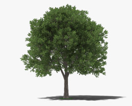 Elm Tree 3D model