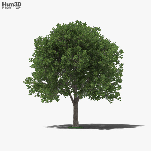 Elm Tree 3D model