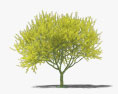 Blühender Palo Verde 3D-Modell