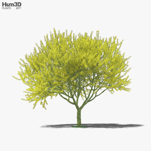 Паловерде Дерево 3D модель