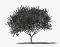 팔로베르데 나무 3D 모델 