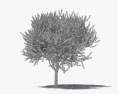 팔로베르데 나무 3D 모델 