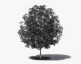 Black Gum tree 3d model