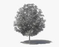 黑胶树 3D模型