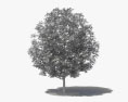 Árbol de goma negra Modelo 3D