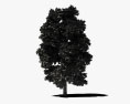 히코리 나무 3D 모델 
