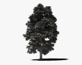 히코리 나무 3D 모델 
