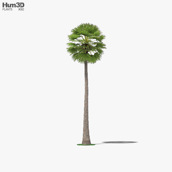 Palmyra Palm 3D model