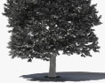 유럽너도밤나무 3D 모델 