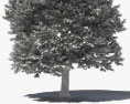 유럽너도밤나무 3D 모델 
