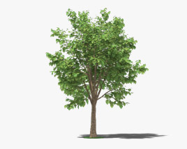 Teak Tree 3D model