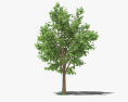 Teak Tree 3d model