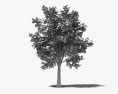 티크나무 3D 모델 
