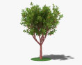 딸기 나무 3D 모델 
