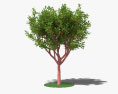 草莓树 3D模型