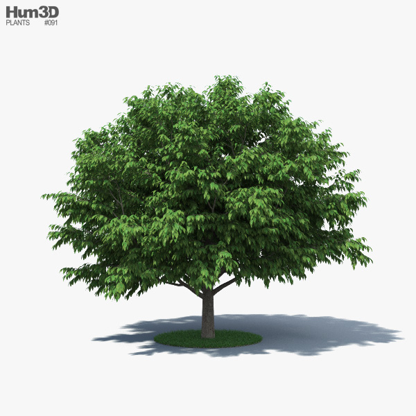 美国角树 3D模型