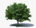 美国角树 3D模型