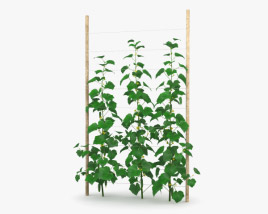 Cucumber Plant 3D model