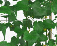 Gurkenpflanze 3D-Modell