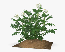 Potato Plant 3D model