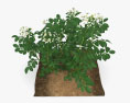 Potato Plant 3d model