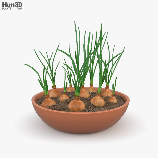 Цибуля рослина 3D модель