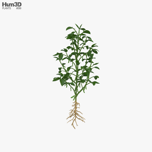 Soybean Plant 3D model