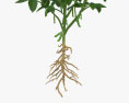 大豆植物 3Dモデル