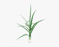 Garlic Plant 3d model