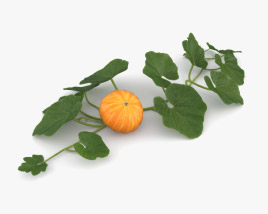 pumpkin plant 3d model