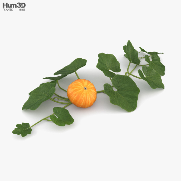 Pumpkin Plant 3D model