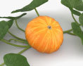 Pumpkin Plant 3d model