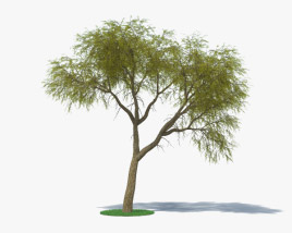 Ironwood tree 3D model