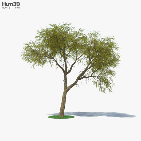 Ironwood tree 3D model