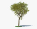 Árvore de pau-ferro Modelo 3d