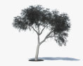 Árvore de pau-ferro Modelo 3d