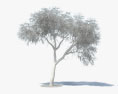 Залізне дерево 3D модель