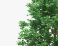Platane à feuilles d'érable Modèle 3d
