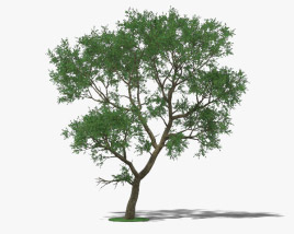 Схинопсис дерево 3D модель