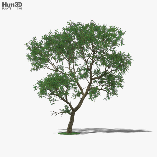 Схинопсис дерево 3D модель