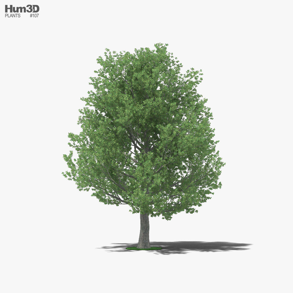 シングルオークの木 3Dモデル