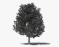 Quercus imbricaria Modelo 3D