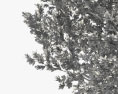 Quercus imbricaria Modello 3D