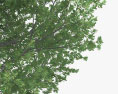 Quercus imbricaria Modelo 3D