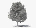 Quercus imbricaria Modello 3D