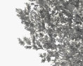 참나무 임브리카리아 3D 모델 