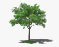 회화나무 3D 모델 