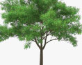 회화나무 3D 모델 