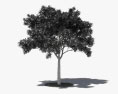 Japanischer Schnurbaum 3D-Modell
