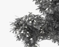 Japanischer Schnurbaum 3D-Modell